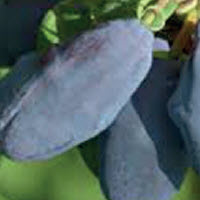 Honingbes lonicera caerulea BLUE VELVET - 1 st