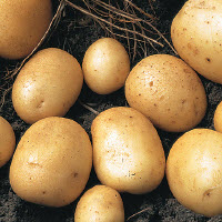 Aardappelpootgoed LADY CHRISTL (BIO) klasse A 28/30 - per kg