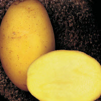 Aardappelpootgoed ALEGRIA - klasse A 28/35 - per kg