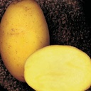 [07-000962] Aardappelpootgoed ALEGRIA - klasse A 28/35 - per kg