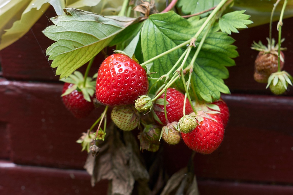 Aardbeien OSTARA doordragend - 24 frigoplanten