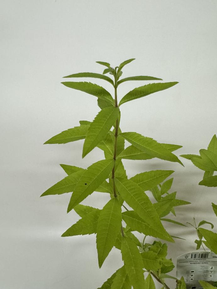 Verbena citrona ALOYSIA TRIPHYLLA - 1 pc