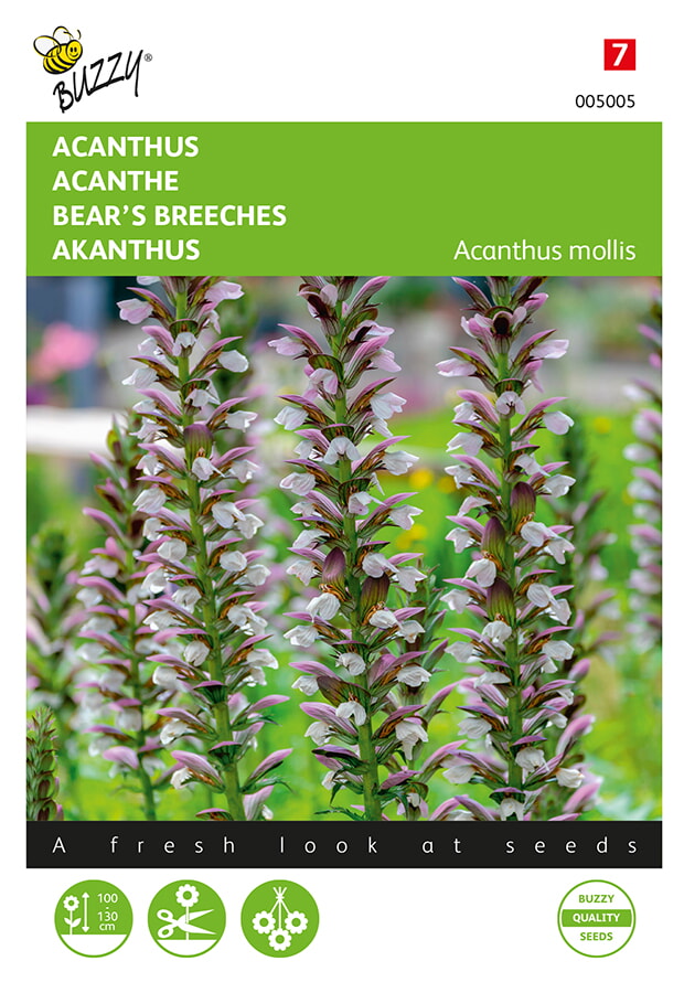 ACANTHUS - Acanthus mollis - ca. 2 gr.