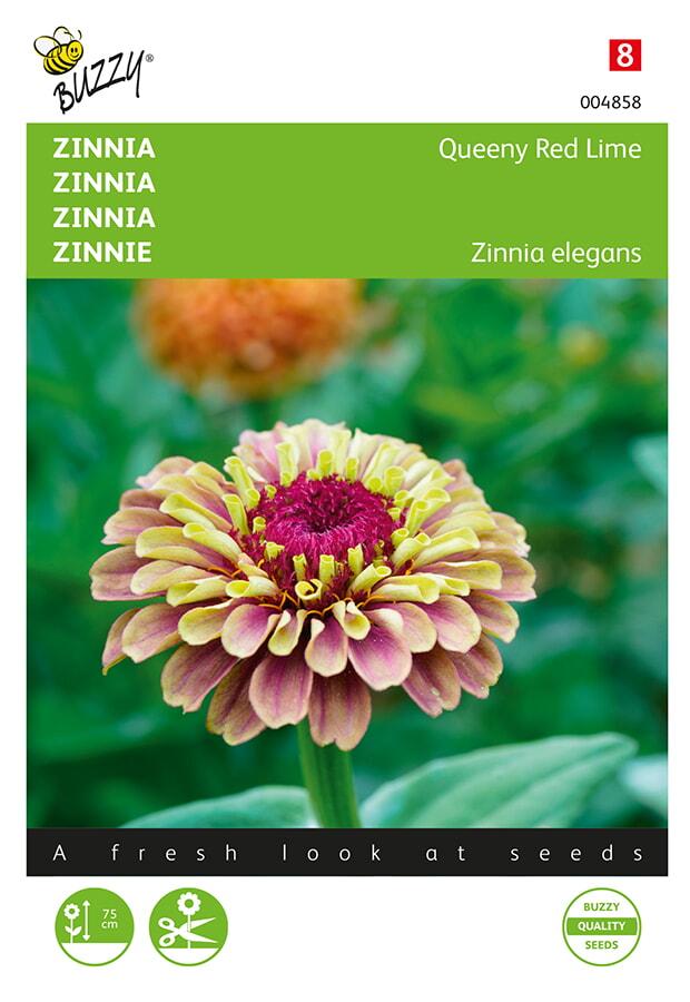 ZINNIA - Queen Red Lime - ca. 25 graines