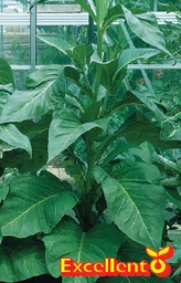 [07-005100] ECHTE TABAK - 1 plant