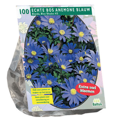 [09-300180] Anemone BLANDA BLUE - 100 st