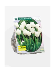 [09-302160] Tulipa MAUREEN, Enkel Laat - 20 st