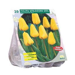 [09-301810] Tulipa APELDOORN YELLOW DARWIN - 20 st