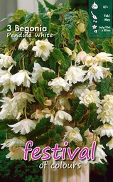 [09-200391] Begonia pendula WIT - 3 st