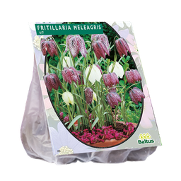 [09-300700] Fritillaria MELEAGRIS - 30 st