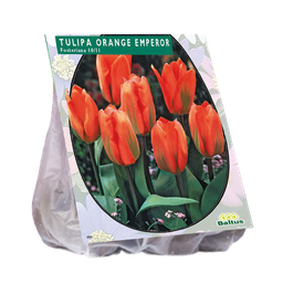 [09-302290] Tulipa ORANGE EMPEROR, Fosteriana - 20 st