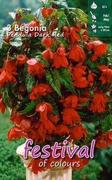 [09-200379] Begonia Dark Red Pendula - 3 st