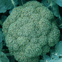 [04-000171] Broccoli LUCKY F1 - ca 150 z