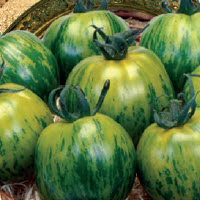 [01-000835] ##Tomaten GREEN ZEBRA - ca 45 z