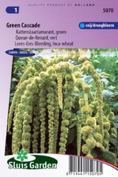 [01-005070] Amaranthus caudatus GREEN CASCADE - ca 750 z