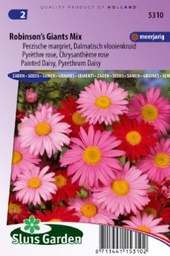 [01-005310] Chrysanthemum coccineum ROBINSON'S GIANTS mix - ca 210 z