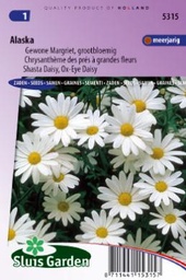 [01-005315] Chrysanthemum vulgare of margriet ALASKA - ca 300 z