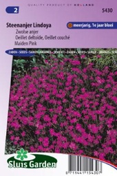 [01-005430] Dianthus deltoides erectus of steenanjer LINDOYA - ca 550 z