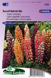 [01-005795] Lupinus polyphyllus RUSSELL - ca 75 z