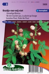 [01-005830] Mimosa pudica KRUIDJE-ROER-MIJ-NIET - ca 90 z