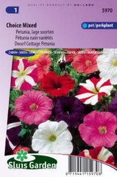 [01-005970] Petunia hybrida nana compacta GEMENGD LAAG - ca 1500 z