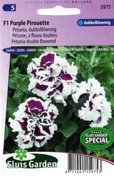 [01-005975] Petunia multiflora PURPLE PIROUETTE F1 - ca 30 s
