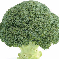 [04-000173] Broccoli MARCUS F1 (AQUILES F1)- ca 50 z