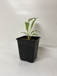 [06-001201] KARDOEN PLANT