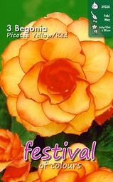 [09-200548] Begonia picotee GEEL ROOD - 3 st