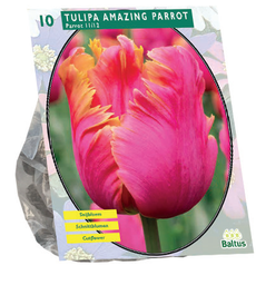 [09-301934] Tulipa AMAZING PARROT - 10 st