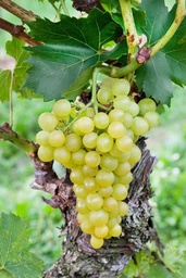 [08-005027] Druiven (pitloos) vitis ARKADIA - 1 st