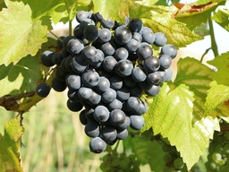 [08-005026] Druiven vitis MUSCAT HAMBURG - 1 st