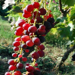 [08-005024] Druiven vitis CARDINAL- 1 st