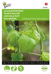 [02-004098] Blaasjeswingerd - Cardiospermum halicacabum - ca. 2 gr.